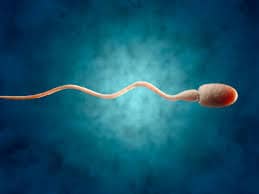 Erkeklerde Sperm Kalitesinin Düşmesi: Nedenleri ve Tıbbi/Modern Tedaviler